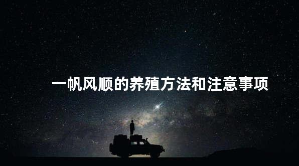 一帆风顺的养殖方法和注意事项