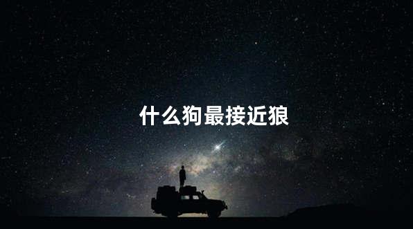 什么狗最接近狼