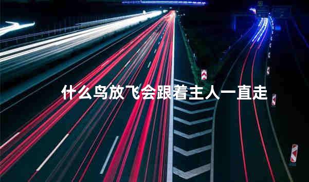 什么鸟放飞会跟着主人一直走