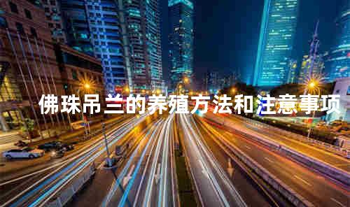 佛珠吊兰的养殖方法和注意事项
