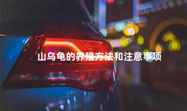 山乌龟的养殖方法和注意事项