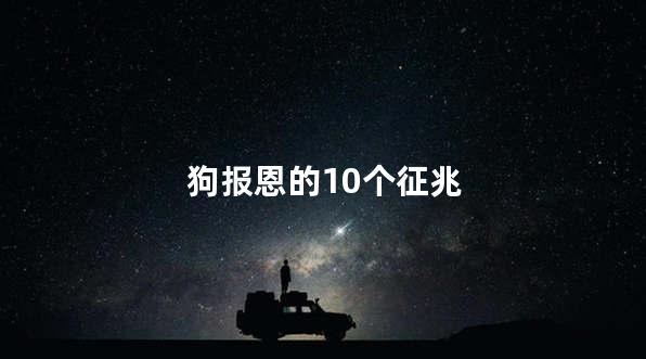 狗报恩的10个征兆