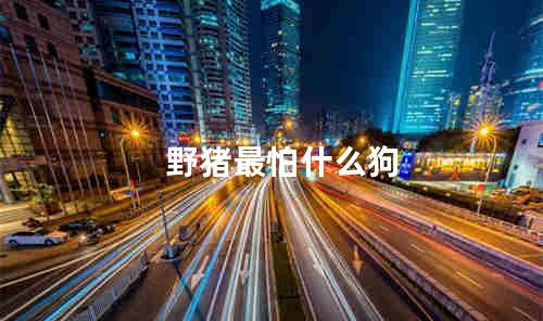 野猪最怕什么狗